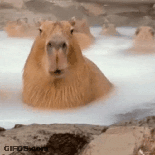 A Group Of Capybaras Are Taking A Bath In A Hot Spring . GIF
