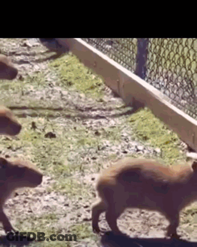 A Group Of Capybaras Are Walking Across A Grassy Field . GIF