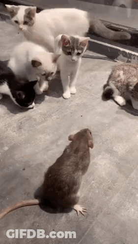 A Group Of Cats And A Rat Are Playing On The Ground . GIF