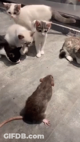 A Group Of Cats Are Looking At A Rat . GIF