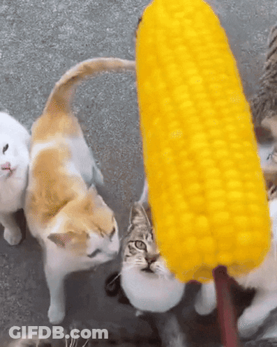 A Group Of Cats Are Playing With A Corn On The Cob GIF