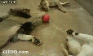 A Group Of Cats Are Playing With A Red Ball On The Floor . GIF