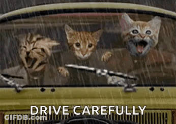 A Group Of Cats Are Sitting In A Car Driving In The Rain . GIF