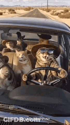 A Group Of Cats Are Sitting In A Car On A Road Trip . GIF