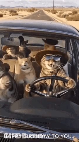 A Group Of Cats Are Sitting In A Car . GIF