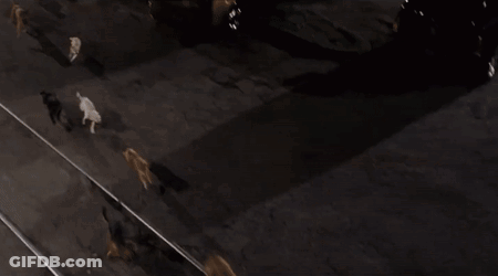 A Group Of Cats Are Walking Along A Train Track At Night . GIF