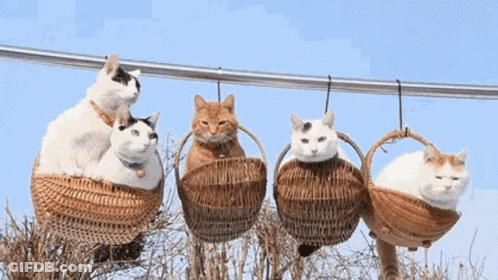 A Group Of Cats Sitting In Baskets Hanging From A Wire GIF