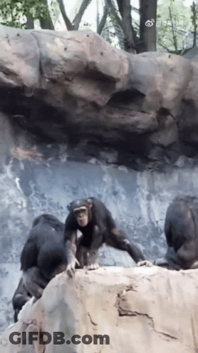 A Group Of Chimpanzees Are Playing On A Rock GIF