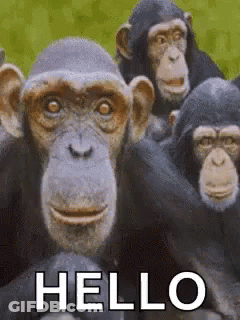 A Group Of Chimpanzees Standing Next To Each Other With The Words `` Hello '' Written In White Letters . GIF