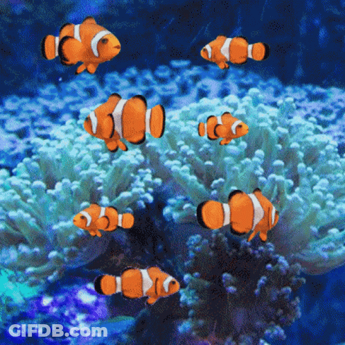 A Group Of Clown Fish Swimming In A Coral Reef GIF