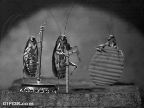 A Group Of Cockroaches Standing Next To Each Other On A Rock . GIF