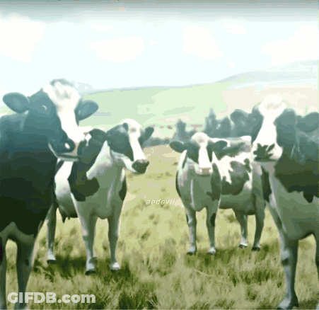 A Group Of Cows Standing In A Grassy Field With A Watermark That Says @Poowhi GIF
