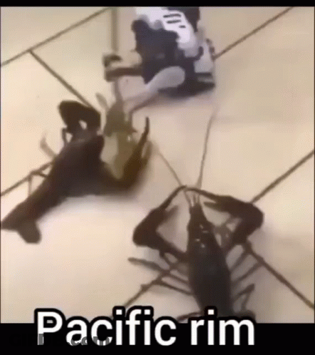 A Group Of Crayfish Are Fighting Each Other On A Tile Floor . GIF