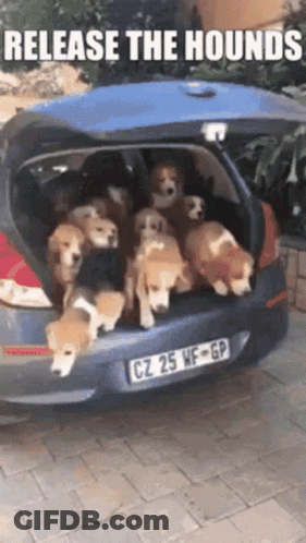 A Group Of Dogs Are Sitting In The Back Of A Car . GIF