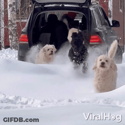 A Group Of Dogs Running In The Snow With The Word Viral Hog On The Bottom Left GIF