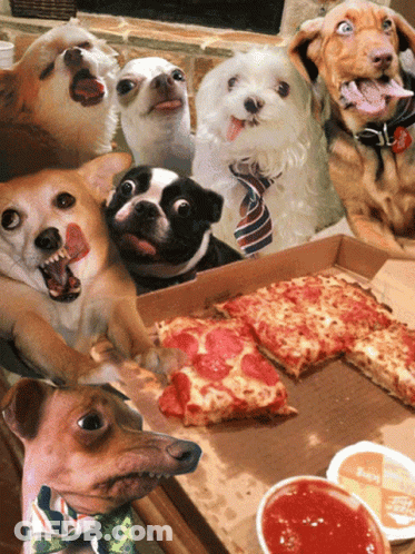 A Group Of Dogs Sitting Around A Pizza Box GIF