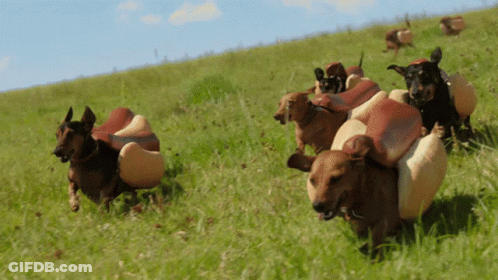 A Group Of Dogs Wearing Hot Dogs On Their Backs Are Running Through A Grassy Field GIF