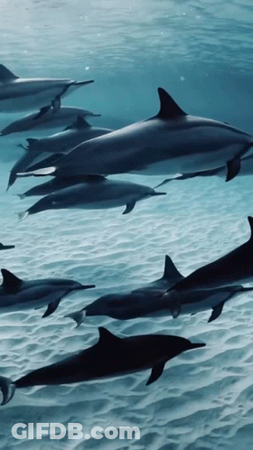 A Group Of Dolphins Swimming In The Ocean GIF