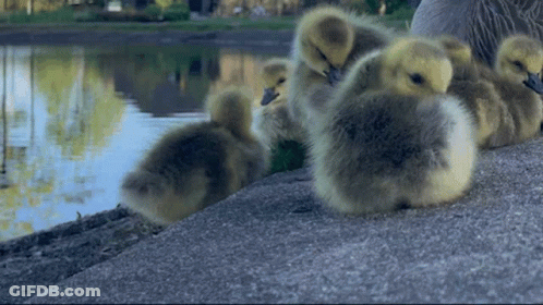 A Group Of Ducklings Are Sleeping On A Rock Near A Body Of Water GIF