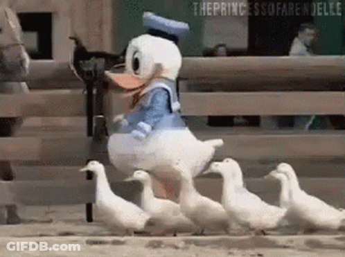 A Group Of Ducks Are Walking In A Line With Donald Duck In The Middle . GIF