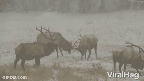 A Group Of Elk Standing In A Snowy Field With Viralhog Written On The Bottom Right GIF