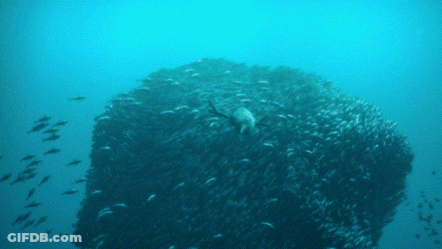 A Group Of Fish Are Swimming Around A Large Rock GIF