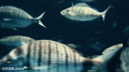 A Group Of Fish Are Swimming In A Dark Water GIF