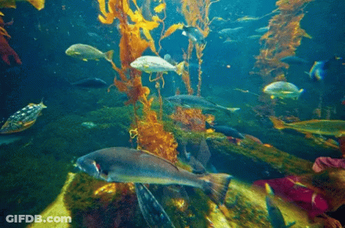 A Group Of Fish Are Swimming In A Large Tank GIF