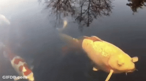 A Group Of Fish Are Swimming In A Pond With Trees Reflected In The Water . GIF