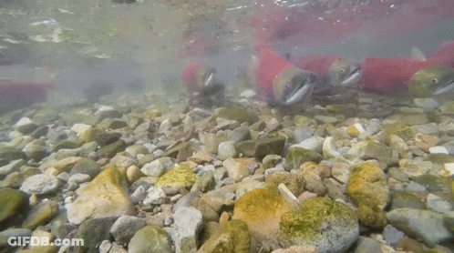 A Group Of Fish Are Swimming In A River With Rocks GIF