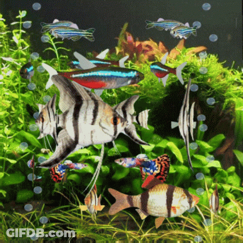 A Group Of Fish Are Swimming In A Tank Surrounded By Greenery GIF