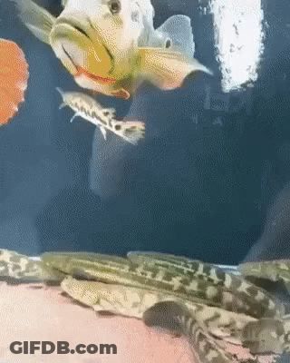 A Group Of Fish Are Swimming In A Tank With A Person Holding A Snake GIF