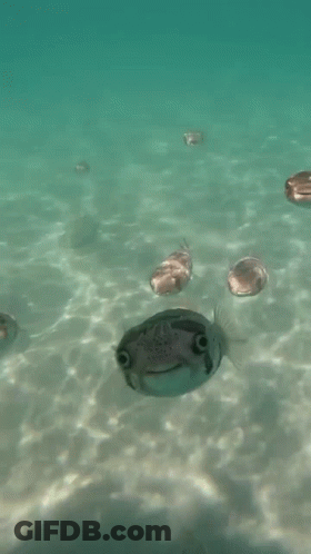 A Group Of Fish Are Swimming In The Ocean And One Of Them Has A Smile On Its Face . GIF