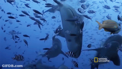 A Group Of Fish Are Swimming In The Ocean With The National Geographic Logo On The Bottom GIF