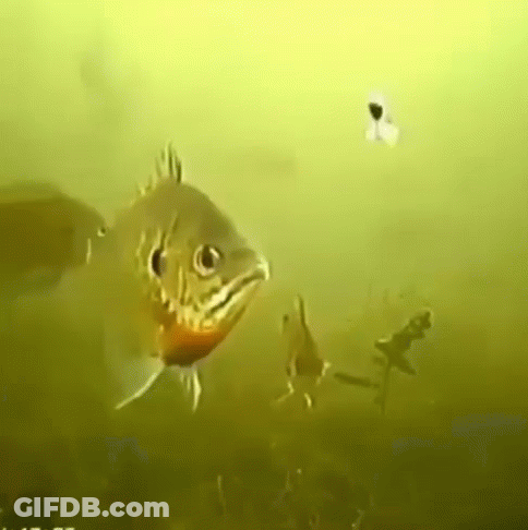 A Group Of Fish Are Swimming In The Water And Looking At Something . GIF