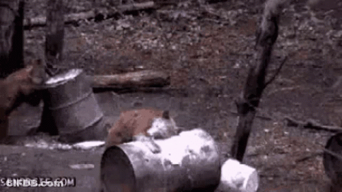 A Group Of Foxes Are Playing With A Trash Can In The Woods . GIF