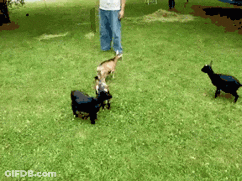 A Group Of Goats Are Playing In A Grassy Field GIF