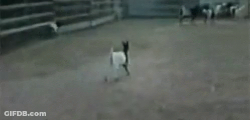 A Group Of Goats Are Running Around A Fenced In Area . GIF