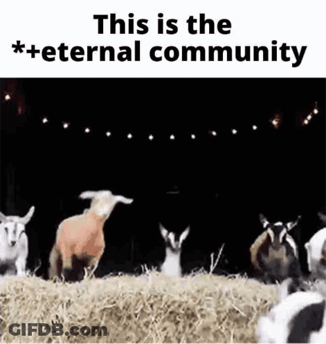 A Group Of Goats Are Standing Next To Each Other In A Hay Bale . GIF