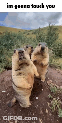 A Group Of Ground Squirrels Are Standing Next To Each Other On A Dirt Hill . GIF