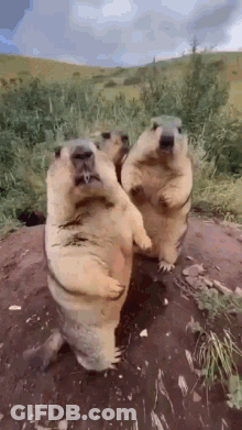 A Group Of Ground Squirrels Are Standing On Their Hind Legs On A Dirt Hillside . GIF