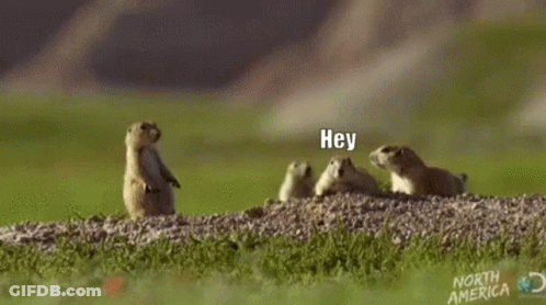 A Group Of Ground Squirrels Are Standing On Their Hind Legs On A Rocky Hillside . GIF