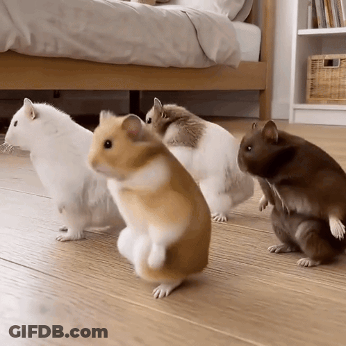 Group Of Hamsters On Wooden Floor GIF