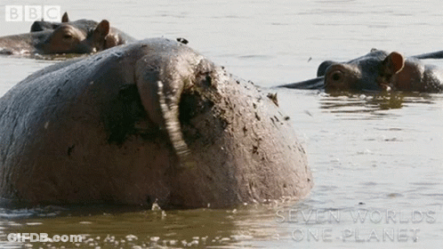 A Group Of Hippos Are Swimming In A Body Of Water With The Words Seven Worlds One Planet On The Bottom GIF