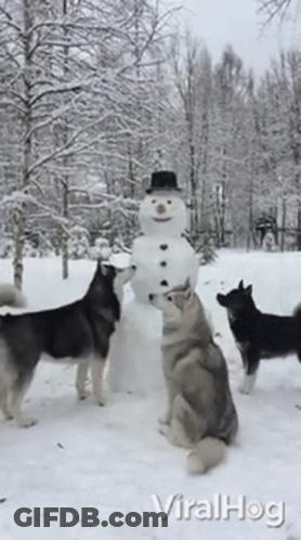 A Group Of Husky Dogs Standing Around A Snowman Made By Viral Hog GIF
