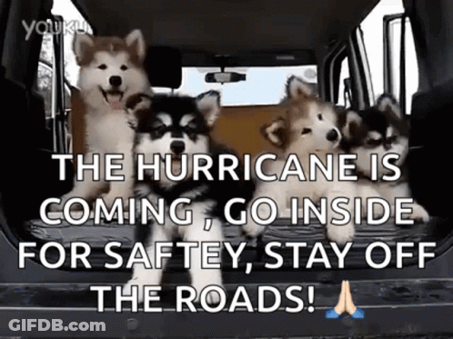 A Group Of Husky Puppies Are Standing In The Back Of A Car . GIF