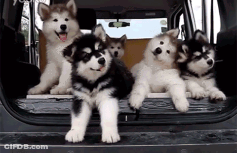 A Group Of Husky Puppies Standing In The Back Of A Car . GIF