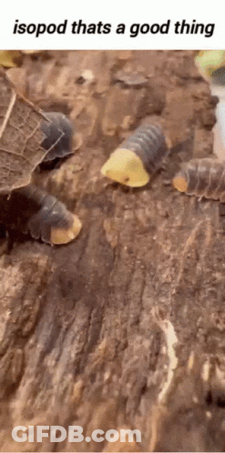 A Group Of Isopods Are Crawling On A Rock With A Caption That Says Isopod Thats A Good Thing . GIF