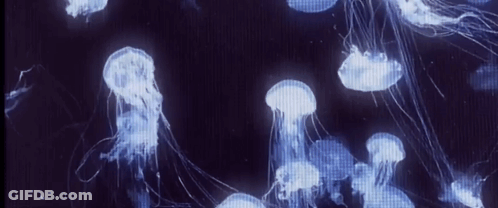 A Group Of Jellyfish Swimming In The Dark GIF