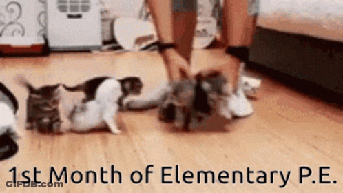 A Group Of Kittens Are Playing On A Wooden Floor With The Words " 1St Month Of Elementary P.e. " Above Them GIF